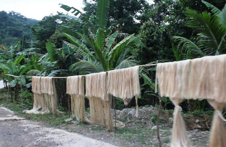 Abaca Fiber in the Phillipines - Millinery Materials