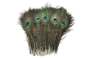 Peacock feathers from Events Wholesale