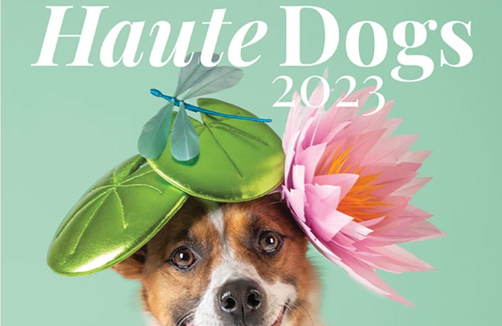 Win the Haute Dogs 2023 Calendar • HATalk
