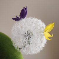 Dandelion-Clock-Bandeau-3